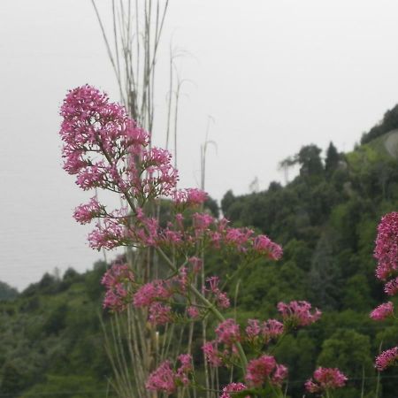 Ca Gialla De Drignana เวอนาซซา ภายนอก รูปภาพ