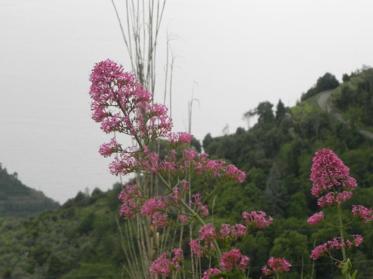 Ca Gialla De Drignana เวอนาซซา ภายนอก รูปภาพ